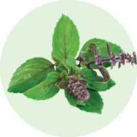 Tulasi <i>(Ocimum sanctum)<i></i></i>