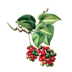 Guduchi <i>(Tinospora cordifolia)</i>