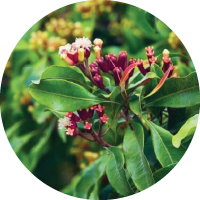 Lavanga <i>(Syzyguium aromaticum)</i>