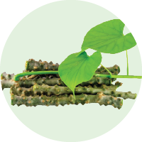 Guduchi (<i>Tinospora cordifolia)</i>