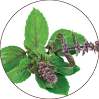 Tulasi <i>(Ocimum sanctum)</i>