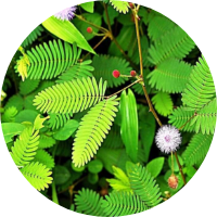 Lajjalu <i>(Mimosa pudica)</i>