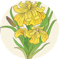 Gokshur Extract <i>(Tribulus terrestris)</i>