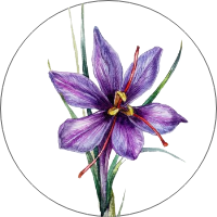 Genuine Kashmiri Kesar <i>(Crocus sativus)</i>