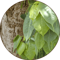 Ashvattha <i>(Ficus religiosa)</i>