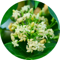 Meshashringi <i>(Gymnema sylvestre)</i>