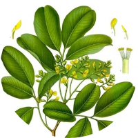 Bijak <i>(Pterocarpus marsupium)</i>