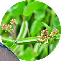 Asthisamhara (Cissus quadrangularis)