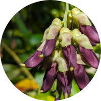 Kapikacchu <i>(Mucuna pruriens)</i>
