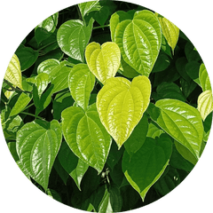 Yashtimadhuka (<i>Glycyrrhiza glabra)</i>